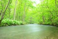 Summer of Oirase Stream Royalty Free Stock Photo