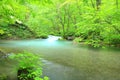 Summer of Oirase Stream Royalty Free Stock Photo