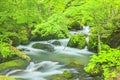 Summer of Oirase Stream Royalty Free Stock Photo