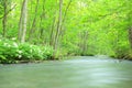 Summer of Oirase Stream Royalty Free Stock Photo