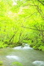 Summer of Oirase Stream Royalty Free Stock Photo