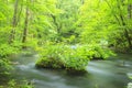 Summer of Oirase Stream Royalty Free Stock Photo