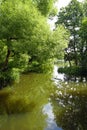 Summer in the old park. Tall trees on the shore of the pond. Royalty Free Stock Photo