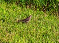 Summer in Omaha, a bird on the lawn at Ed Zorinsky Lake Park Omaha NE