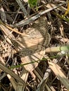 Summer in Omaha, Caenurgina erechtea, the forage looper or common grass moth,at Ed Zorinsky lake park, Omaha, Nebraska