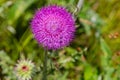 Summer in Omaha, Cirsium occidentale - Cobweb Thistle purple flower at Ed Zorinsky lake park, Omaha, Nebraska Royalty Free Stock Photo