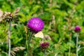 Summer in Omaha, Cirsium occidentale - Cobweb Thistle purple flower with yellow butterfly Ed Zorinsky lake park, Omaha, Nebraska Royalty Free Stock Photo