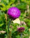 Summer in Omaha, Cirsium occidentale - Cobweb Thistle purple flower with yellow butterfly Ed Zorinsky lake park, Omaha, Nebraska Royalty Free Stock Photo