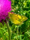 Summer in Omaha, close up Colias eurytheme yellow butterfly on Musk thistle, pink flower at Ed Zorinsky lake park, Omaha, Nebraska Royalty Free Stock Photo