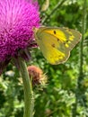 Summer in Omaha, close up Colias eurytheme yellow butterfly on Musk thistle, pink flower at Ed Zorinsky lake park, Omaha, Nebraska Royalty Free Stock Photo