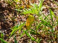 Summer in Omaha,Cloudless sulphur butterfly at Ed Zorinsky lake park, Omaha, Nebraska, USA Royalty Free Stock Photo