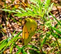 Summer in Omaha,Cloudless sulphur butterfly at Ed Zorinsky lake park, Omaha, Nebraska, USA Royalty Free Stock Photo