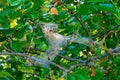 Summer in Omaha, Cobweb on a wild blackberry tree at Ed Zorinsky Lake Park Omaha NE