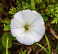 Summer in Omaha, Convolvulus, bindweed and morning glory, white flower at Ed Zorinsky lake park, Omaha, Nebraska
