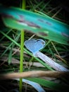 Summer in Omaha, Eastern tailed Blue butterfly Cupido comyntas at Ed Zorinsky lake park, Omaha, Nebraska, USA
