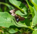 Summer in Omaha, Epargyreus clarus butterfly, the silver-spotted skipper, on a leaf at Ed Zorinsky lake park, Omaha, Nebraska