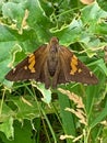 Summer in Omaha, Epargyreus clarus butterfly, the silver-spotted skipper, on a leaf at Ed Zorinsky lake park, Omaha, Nebraska