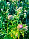 Summer in Omaha, Flowering buds of purple thistle flower  Ed Zorinsky Lake Park Omaha NE Royalty Free Stock Photo