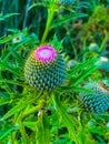 Summer in Omaha, Flowering buds of purple thistle flower Ed Zorinsky Lake Park Omaha NE