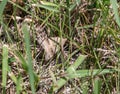 Summer in Omaha, Forage Looper Moth, Caenurgina erechtea in Ed Zorinsky lake park, Omaha, Nebraska