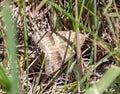 Summer in Omaha, Forage Looper Moth, Caenurgina erechtea in Ed Zorinsky lake park, Omaha, Nebraska