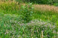 Summer in Omaha, Generic flowers and green vegetation and grass at edge of lake at Ed Zorinsky lake park, Omaha, Nebraska, USA