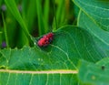 Summer in Omaha, Red milkweed beetles at Ed Zorinsky lake park, Omaha, Nebraska, USA Royalty Free Stock Photo
