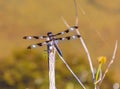 Summer in Omaha, Twelve spotted skimmer dragonfly   at Ed Zorinsky lake park, Omaha, Nebraska, USA Royalty Free Stock Photo