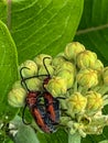 Summer in Omaha, Two milkweed beetles at Ed Zorinsky lake park, Omaha, Nebraska