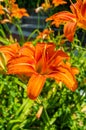 Summer Orange Daylily Flowers Royalty Free Stock Photo