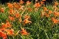 Summer orange daylily in blossom