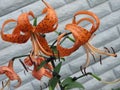 Summer orange spotted lilies Royalty Free Stock Photo