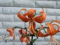 Summer orange spotted lilies Royalty Free Stock Photo