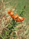 Summer orange spotted lily Royalty Free Stock Photo