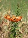 Summer orange spotted lily Royalty Free Stock Photo