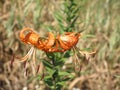 Summer orange spotted lily Royalty Free Stock Photo