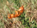 Summer orange spotted lily Royalty Free Stock Photo