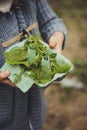 Summer outdoor activity for kids - scavenger hunt, leaves sorting in egg box Royalty Free Stock Photo