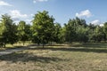 Summer outdoor park landscape green trees ble sky