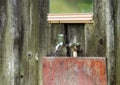 Summer outdoor washbasin in a rural homestead, Lithuania