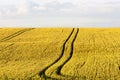 Summer outdoor wheat panorama Royalty Free Stock Photo