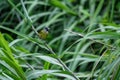 The white-headed singer is looking for food on Miscanthus! ÃÂ 