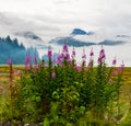 Fireweed in the Fog near Valdez, Alaska