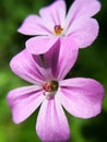 Geranium flowers in the summer Royalty Free Stock Photo