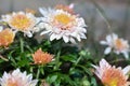 Pale pink and yellow Chrysanthemums or mums growing outside in a flowerbed in late autumn Royalty Free Stock Photo