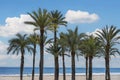 Summer palm tree grove on beach Royalty Free Stock Photo