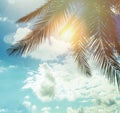 Summer palm trees against blue sky clouds and sun background, happy holiday and tropical resort concept Royalty Free Stock Photo