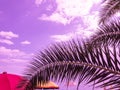 Summer palm trees against violet sky at tropical coast, coconut tree, colorful umbrellas ,sea, copy space. Royalty Free Stock Photo