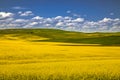 Summer in Palouse Washington during canola bloom Royalty Free Stock Photo