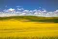 Summer in Palouse Washington during canola bloom Royalty Free Stock Photo